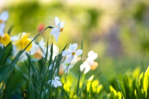voorjaar narcissen Dactylus masterclasses